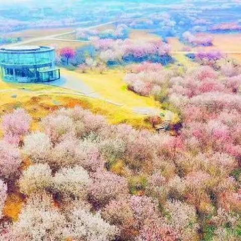 樱花门票单张成人票